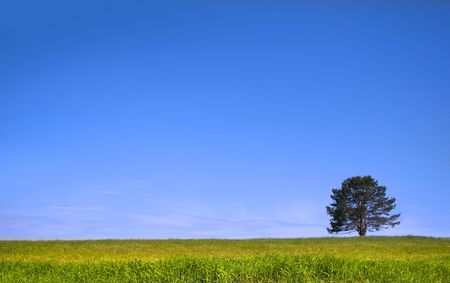 Single tree on a green meadowの写真素材