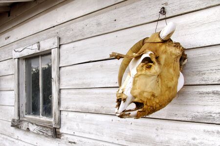 Goat skullの写真素材