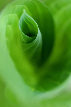 Fresh leaf backgroundの写真素材