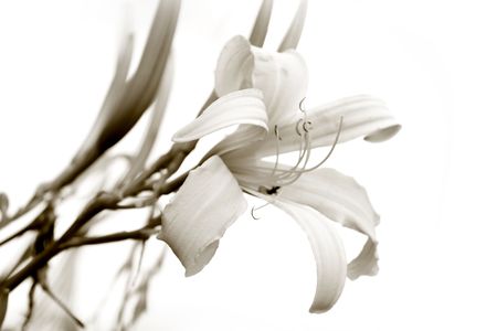 Close up shot of Lily flower in black and whiteの写真素材