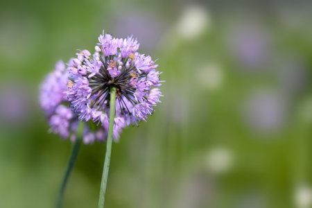 Close up shot of beautiful purple flowers