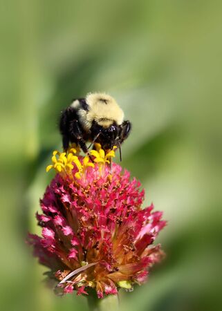 Bumble bee on a Zinnia flower close upの写真素材