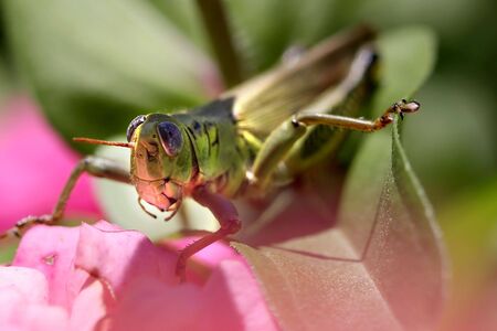 Close up shot of grasshopper on the flowering plantの写真素材