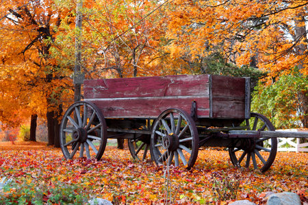 Antique wagon under colorful trees in autumn time