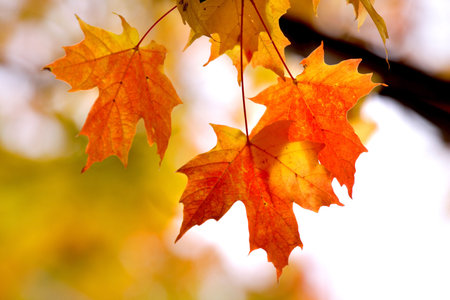 Background with open space made with autumn leaves