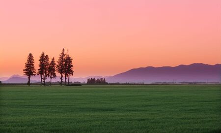 Tall  trees in the middle of farm shotの写真素材
