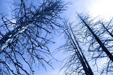 Tall burnt pine trees in Yellowstone national parkの写真素材