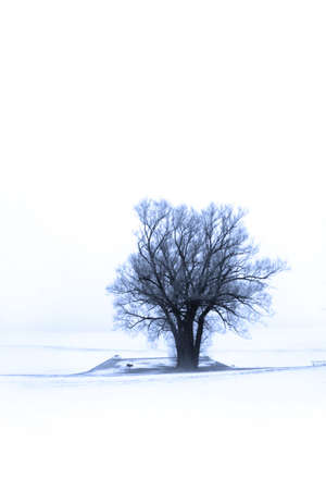 Single tree in the middle of snow covered landscapeの写真素材