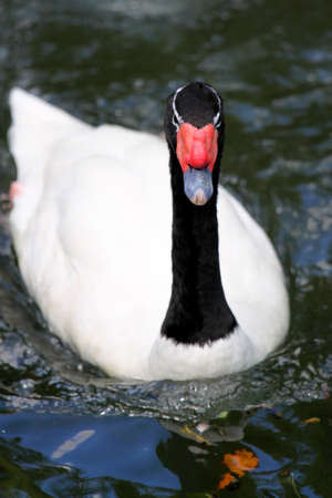 Portrait of black neck duck in the lakeの写真素材