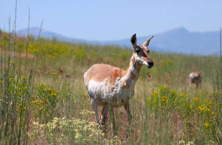 Deer in the middle of Prairie landscapeの写真素材