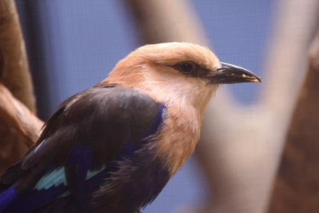 Close up shot of Blue bellied roller bird