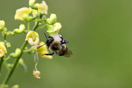close up shot of a bee on summer flower