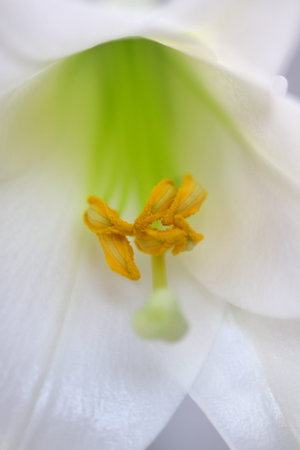 close up shot of lily flower detailsの写真素材
