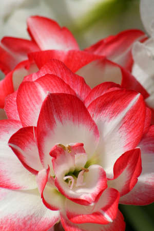 Close up shot of beautiful red Lily flowersの写真素材