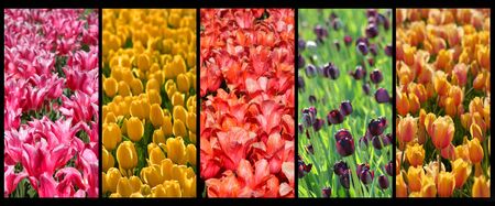 Tulip collageの写真素材