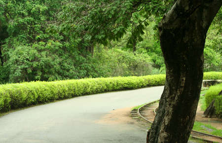 Scenic drive through lush green park in Indiaの写真素材