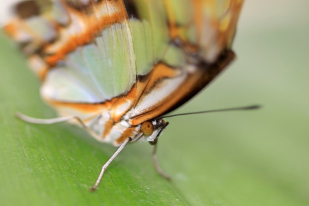 Extreme close up hot of beautiful butterflyの写真素材