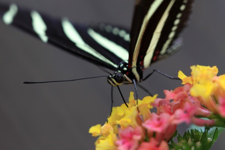 Extreme close up shot of striped butterfly の写真素材
