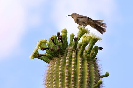 Single bird on Cactusの写真素材