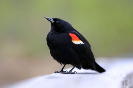 Close up shot of red winged black birdの写真素材