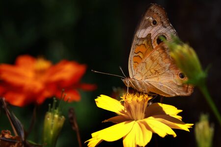 Close up shot of a beautiful butterfly on flowers の写真素材