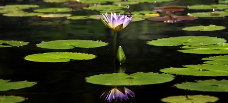 Panoramic view of water lily plant in the pondの写真素材