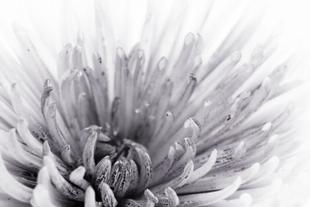 Flower in black and whiteの写真素材