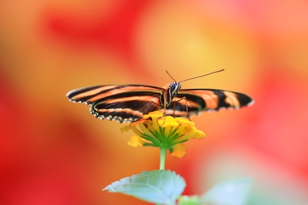monarch butterfly on a plantの写真素材