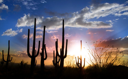 Sun set and Saguaro cactus in Saguaro national parkの写真素材