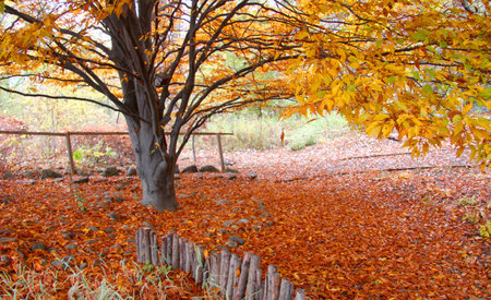 autumn tree and fallen leaves underneath the tree