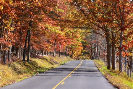  high way through colorful autumn trees の写真素材