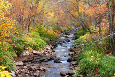 Scenic autumn stream through colorful trees