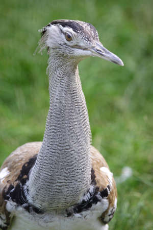 Portrait of Sun bittern bird mostly found in Northern Brazilの写真素材
