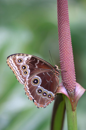 Monarch butterfly