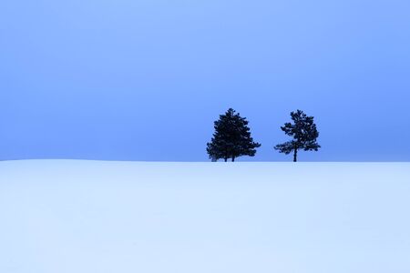 Two pine trees in the snowの写真素材
