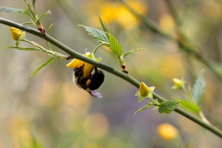 Big bumble bee on a plant branchの写真素材