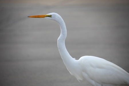 Close up shot of white crane birdの写真素材