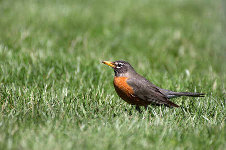Close up shot of beautiful Robin bird