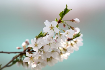 Close up shot of fresh spring blossomの写真素材