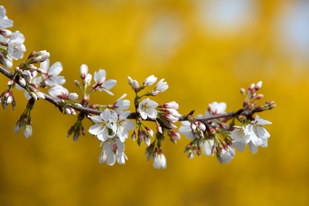 Close up shot of fresh spring blossomの写真素材