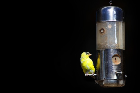 Tiny American Gold flinch bird on feederの写真素材