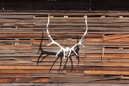 Antler on a old wooden wallの写真素材