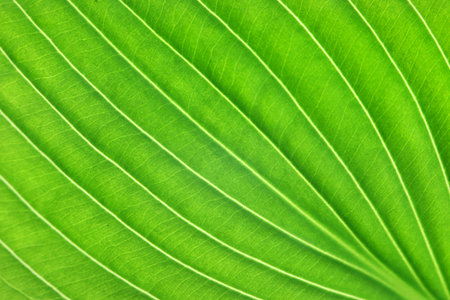 Green leaf background
