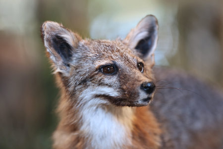 Close up shot of a small fox 