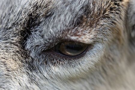 Extreme close up shot of a goat eyeの写真素材