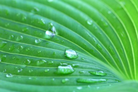 Water drops of Hosta leafの写真素材