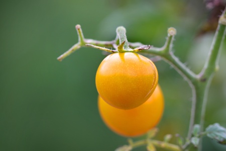 Yellow tomatoes on plantの写真素材