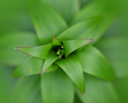 close up shot of tiger Lily plant