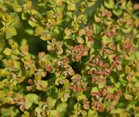 Green leaf backgroundの写真素材