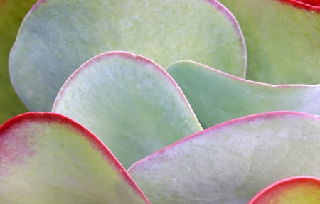 Close up shot of a Succulent plant leavesの写真素材